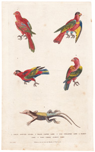 1. Great Spotted Lizard  2. Black-capped Lory  3. Red-breasted Lory  4. Scarlet Lory  5. Long-tailed Scarlet Lory 